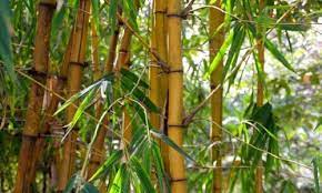 duurzaamheid bamboe