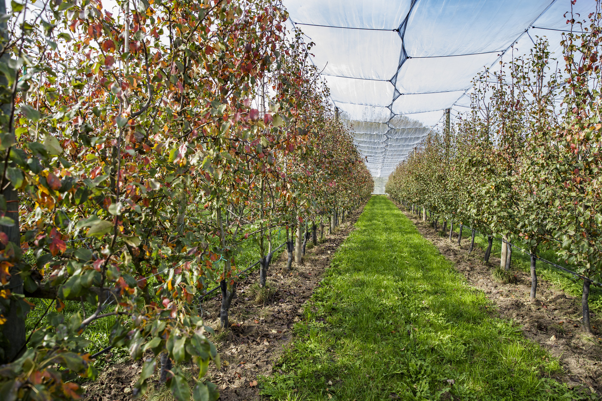 bestrijdingsmiddelen landbouw