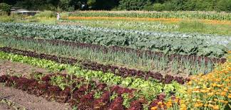 ecologische landbouw