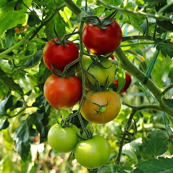 tomaten kweken